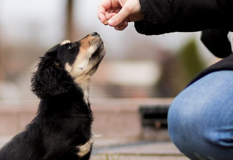 prednost BARF hrane za pse